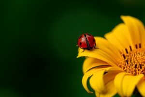 ladybug-3475779_1920